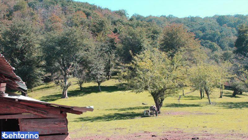 جنگل های هیرکانی