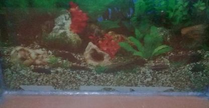 دنیای آکواریوم