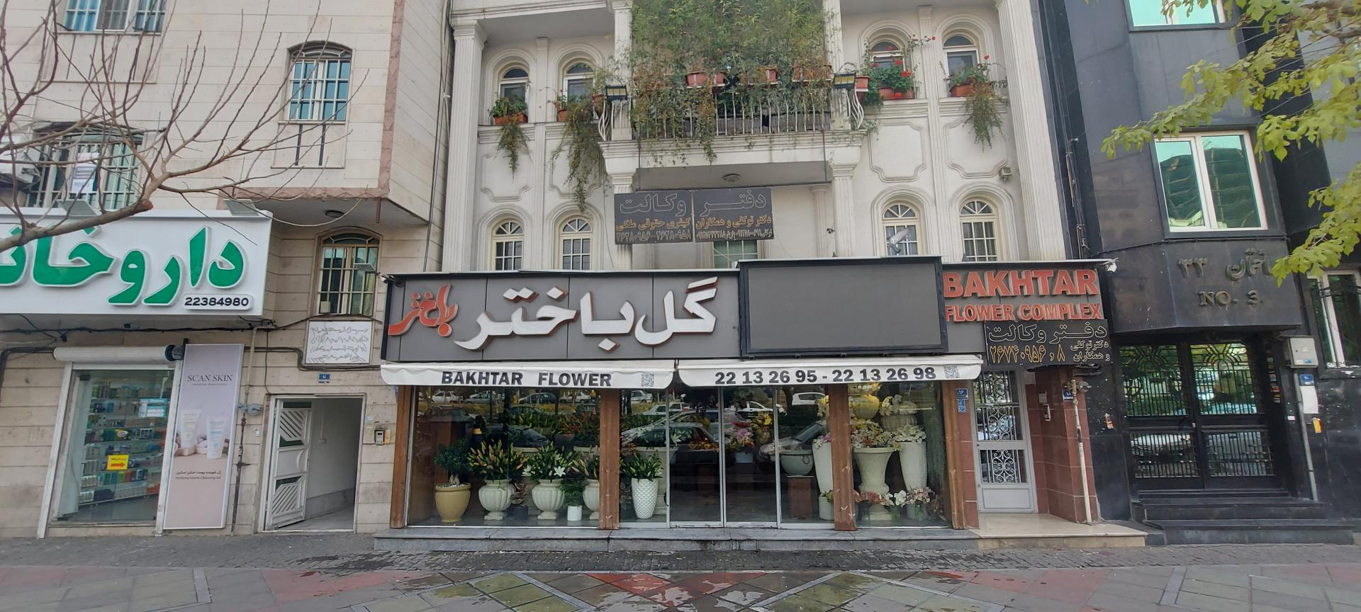 گل باختر