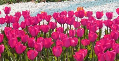 پارک شب بو (بوستان شب بو)