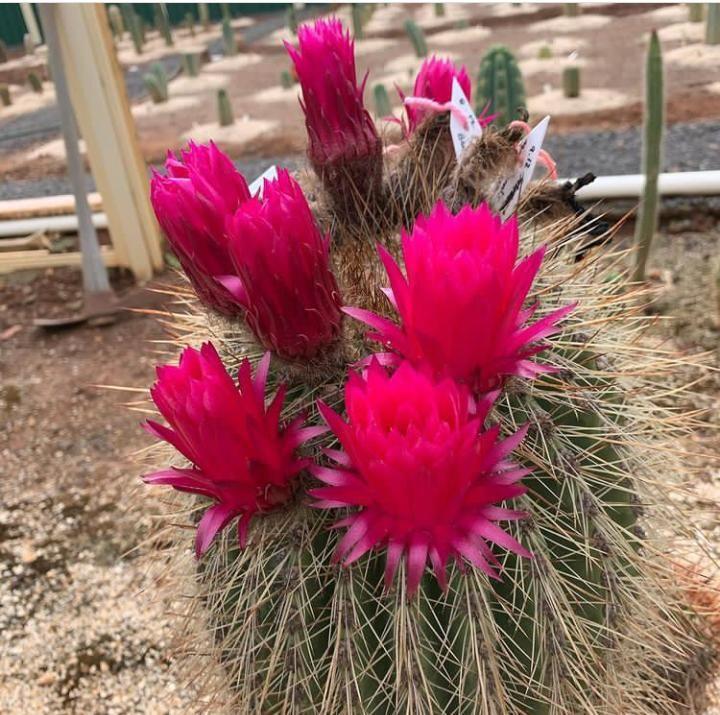 بازار گل کرمان