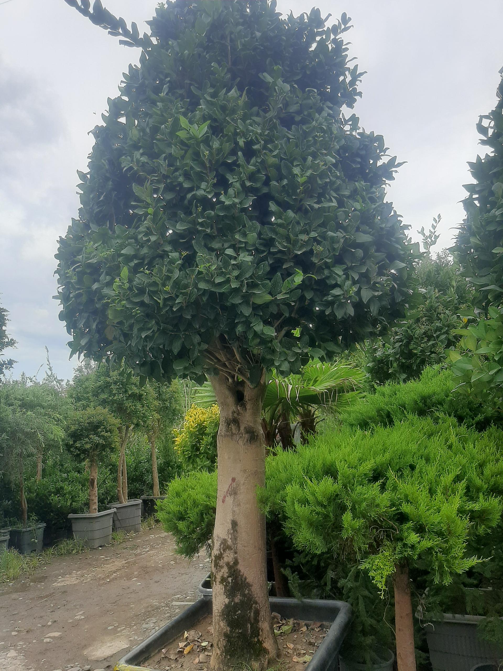 گلفروشی خوشه