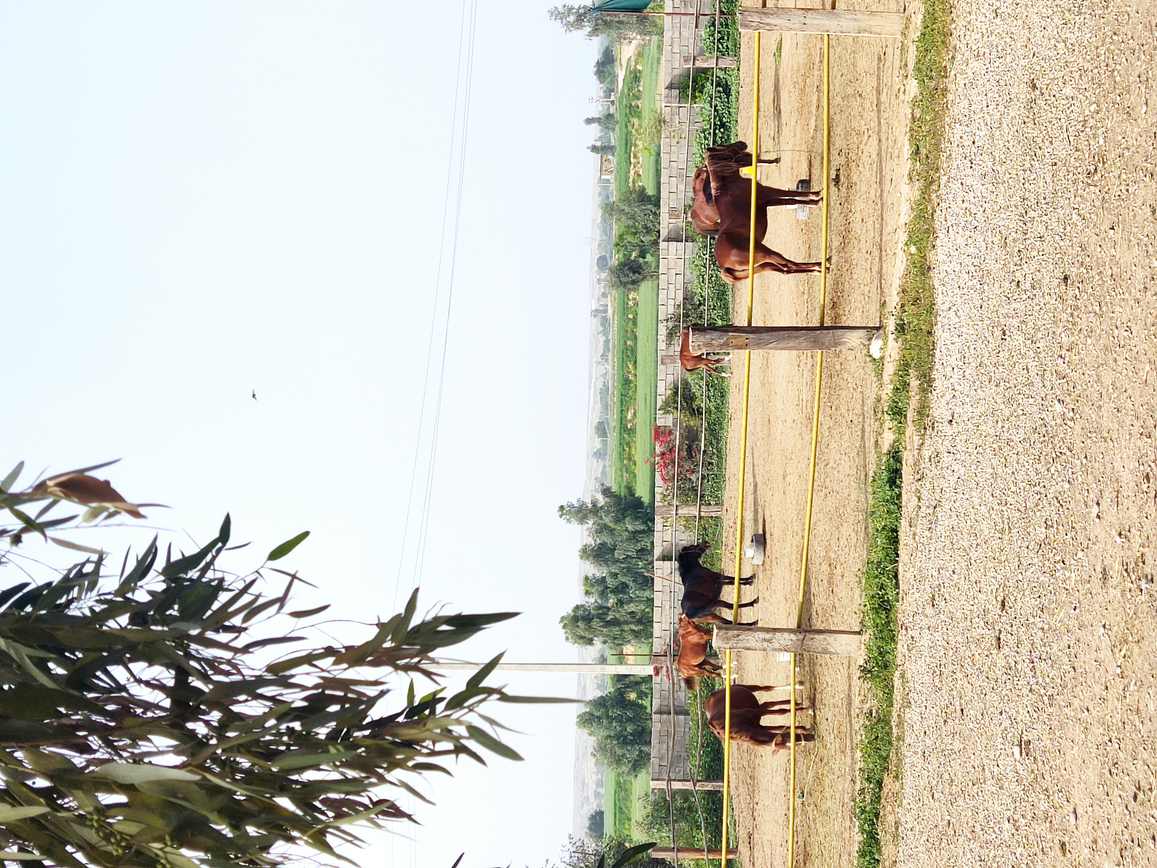 باشگاه سوارکاری دیمچه