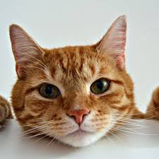 کلینیک دامپزشکی دکتر محمدحسین زارع