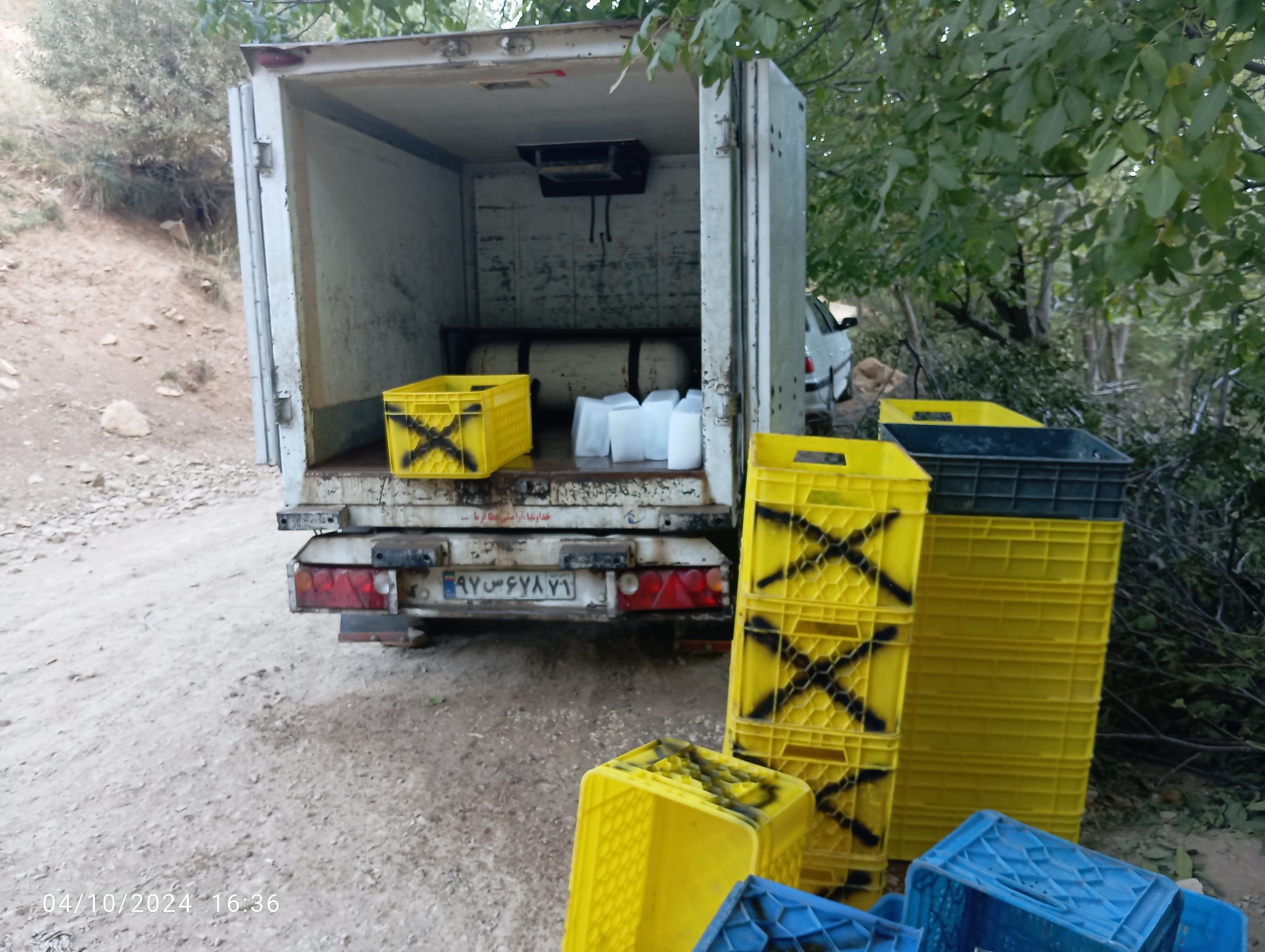 پخش ماهی سردابی قزل الا