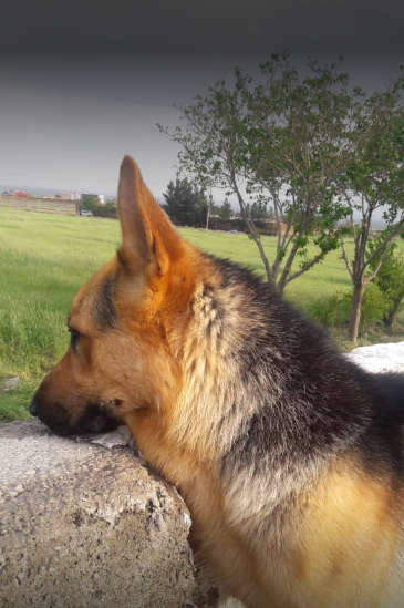 کلینیک دامپزشکی دکتر ابریشمی گلبهار