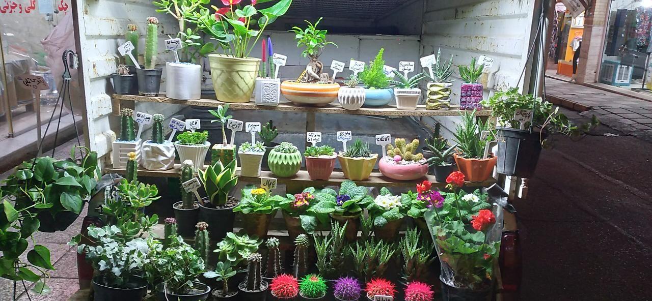 گل فروشی ارغوان