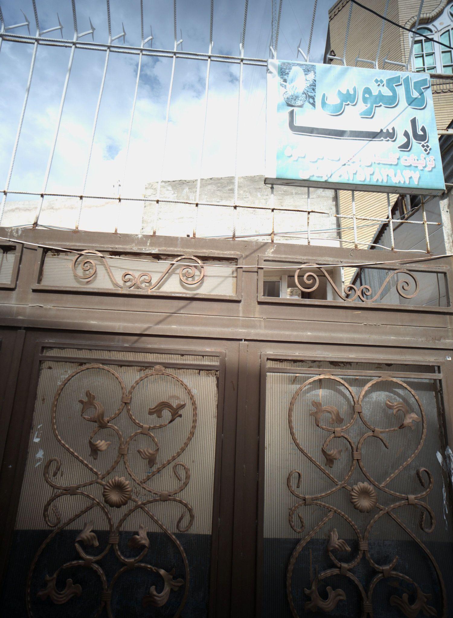 کاکتوس پارسا