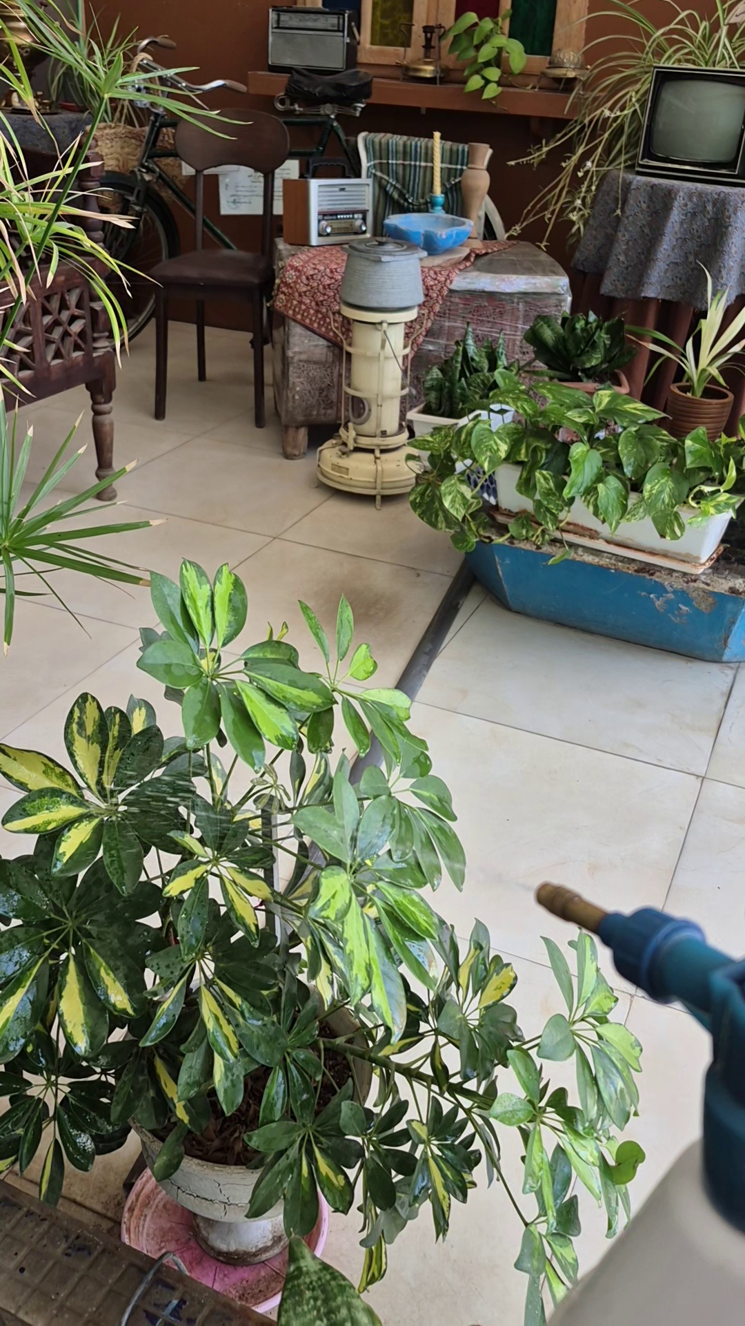 رستوران ایزی دیزی