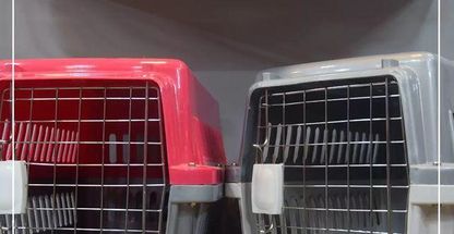 پت شاپ زنگوله