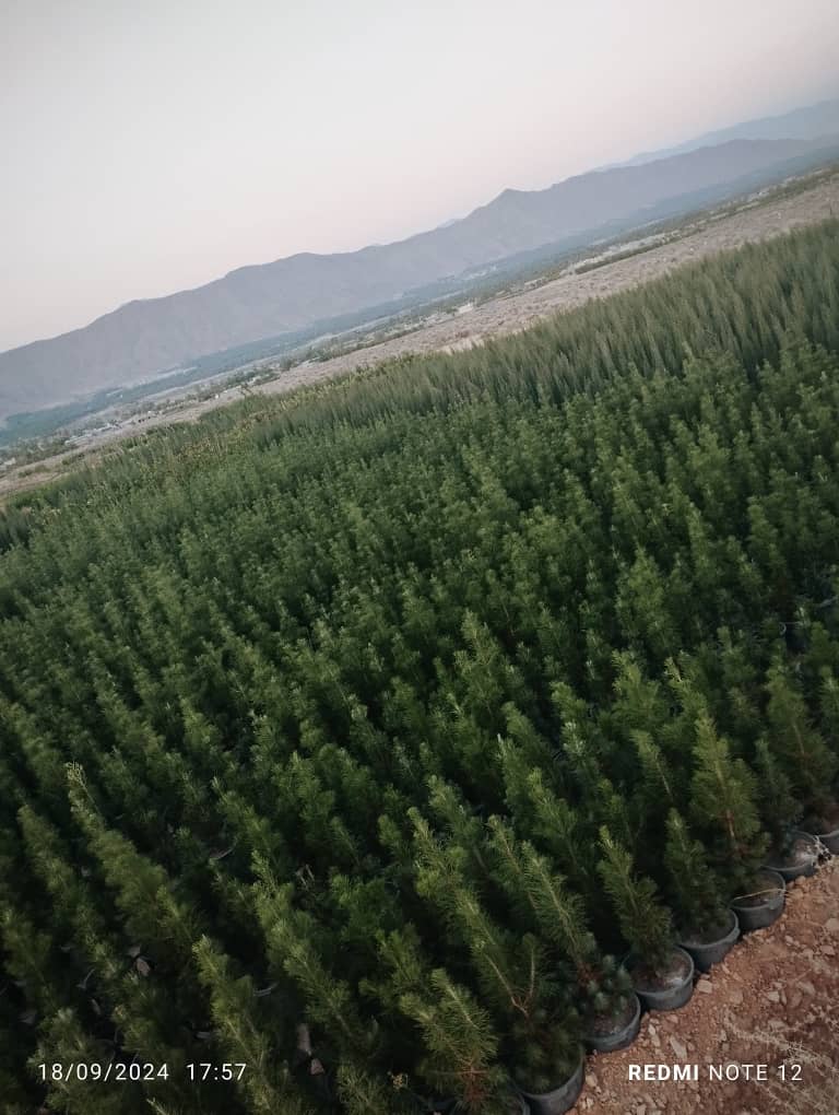 نهالستان مرکبات و سیاه درخت