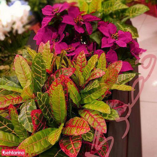 فروشگاه قصر گل