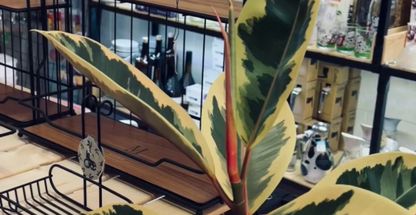 زیبا پلاسکو