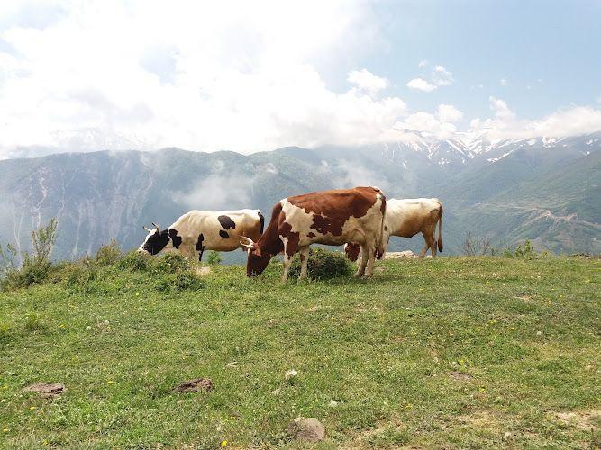 اقامتگاه عشوری