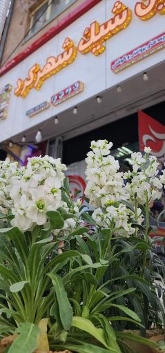 پروتئین شیک