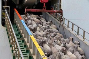 فروش گوسفند زنده  دامکالا