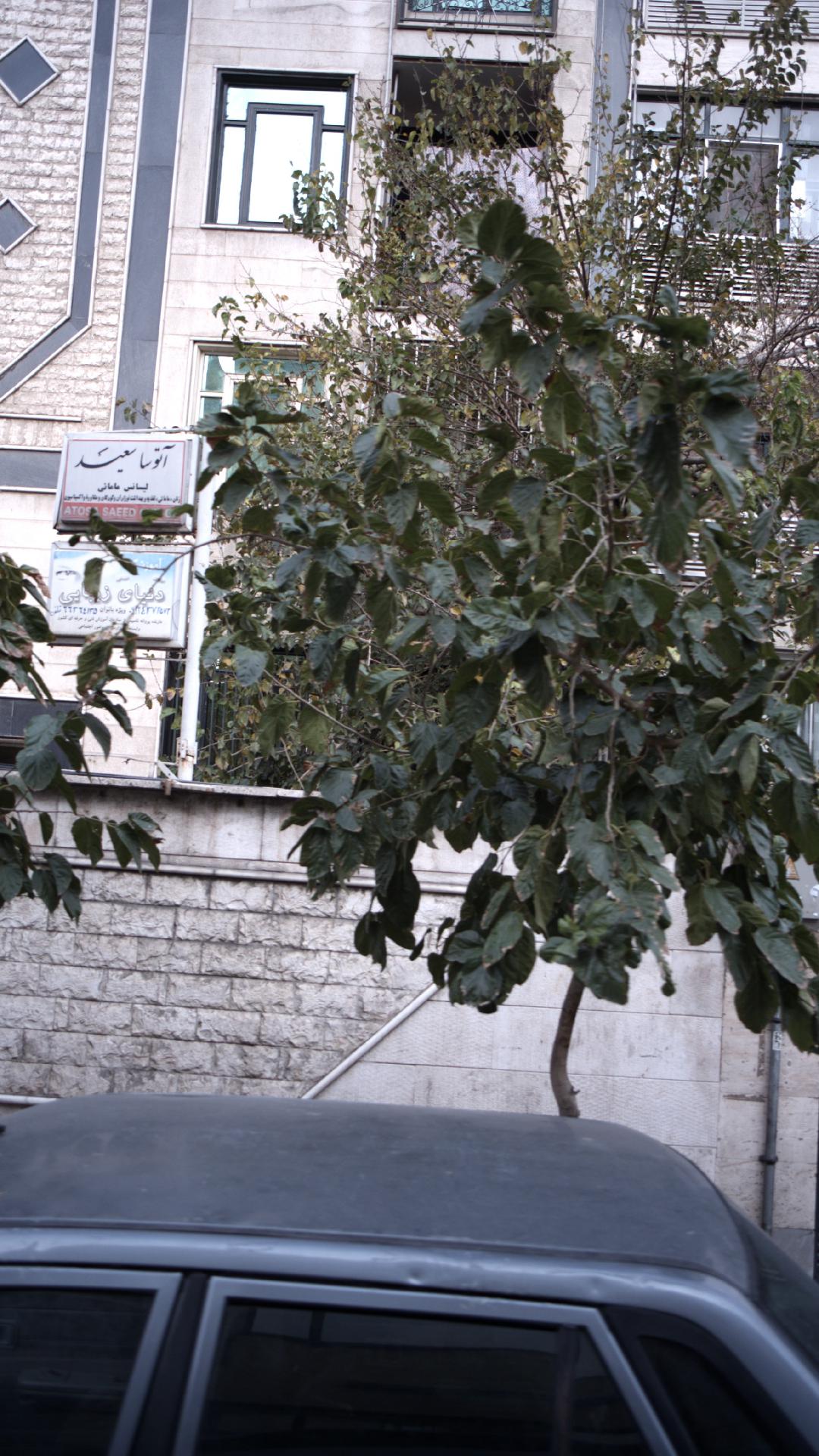آتوسا سعید