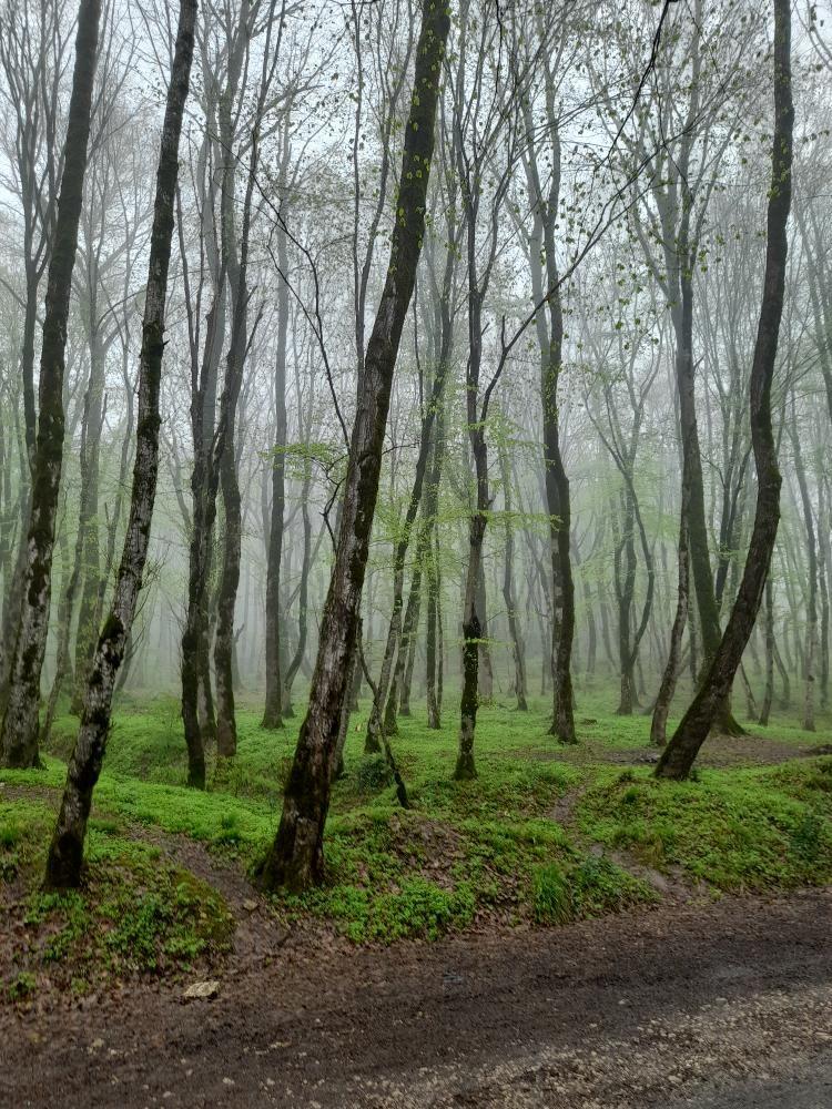 تفرجگاه آبشار جنگل گلستان