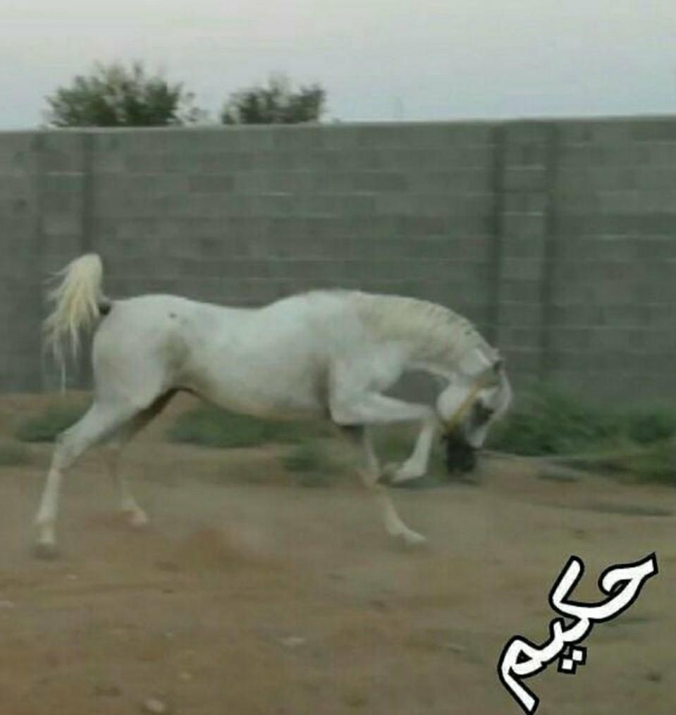 باشگاه سوارکاری پرشین هورس