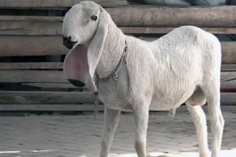 گوسفند گوشتی جهت قربانی 88