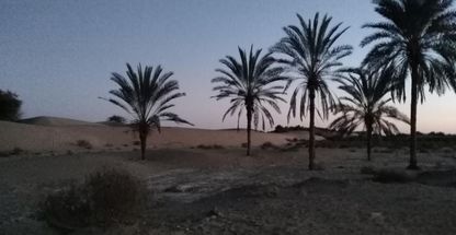 ساحل نخلی درک