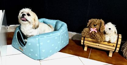 پانسیون حیوانات خانگی سام