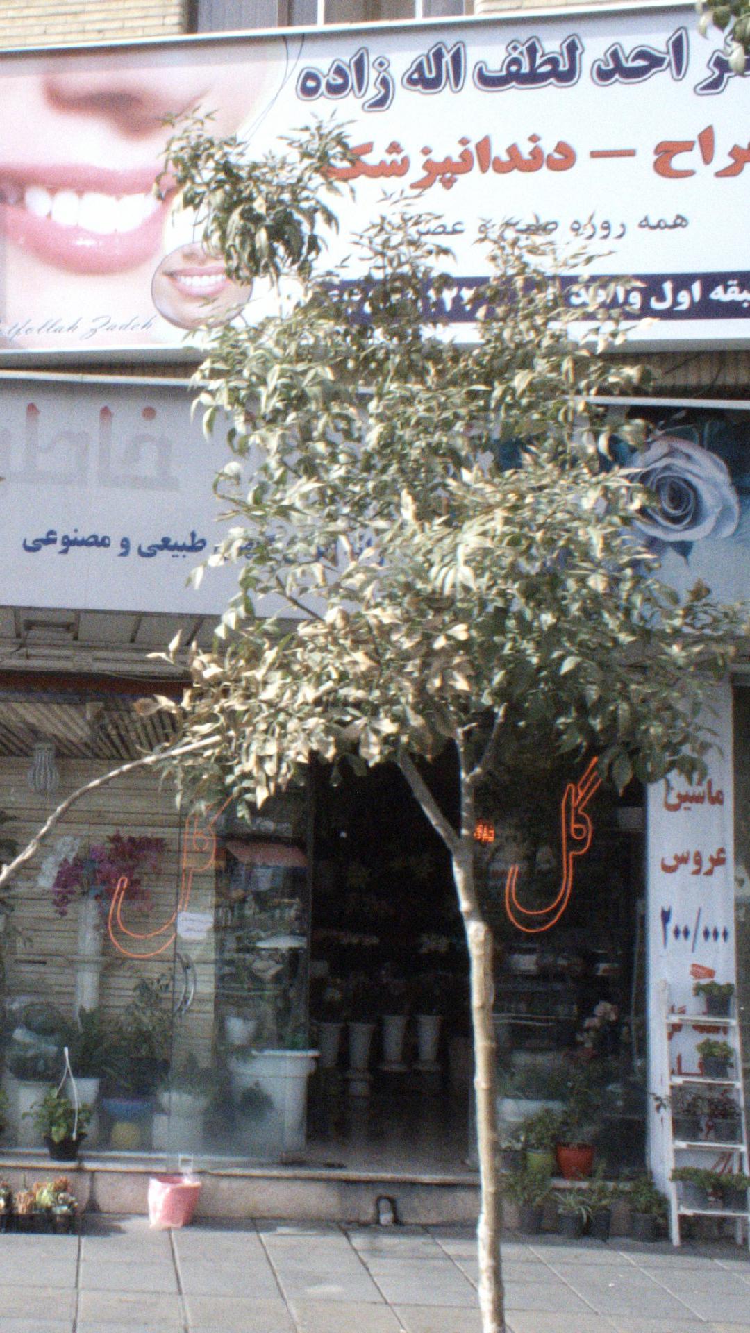 دکتر احد لطف اله زاده