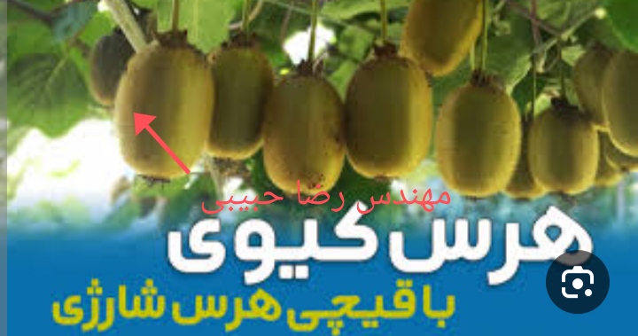 خدمات باغ بانی هرس درختان کیوی