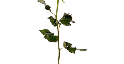 گل و گیاه پدرام