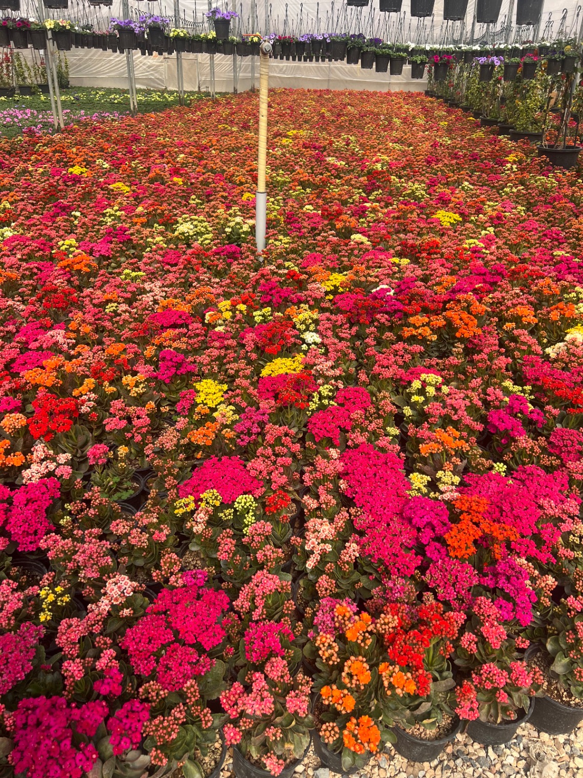 گل سرای عادل