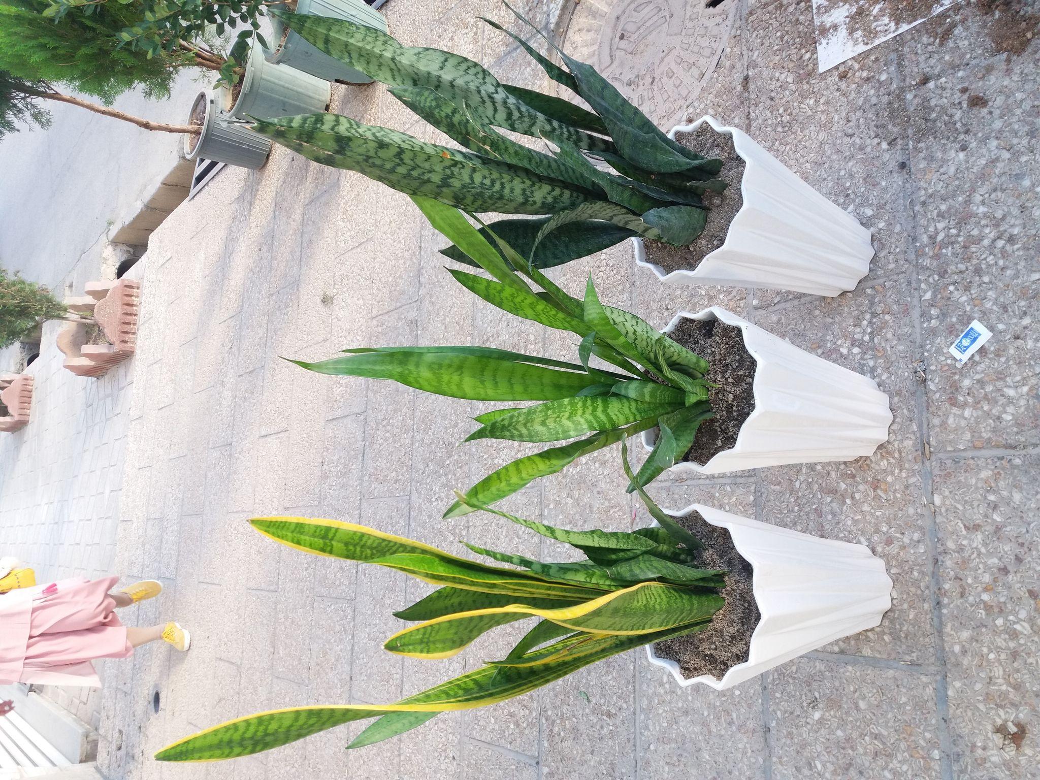 مجموعه گل و گیاه یاس،هرآنچه از گل میخواهید