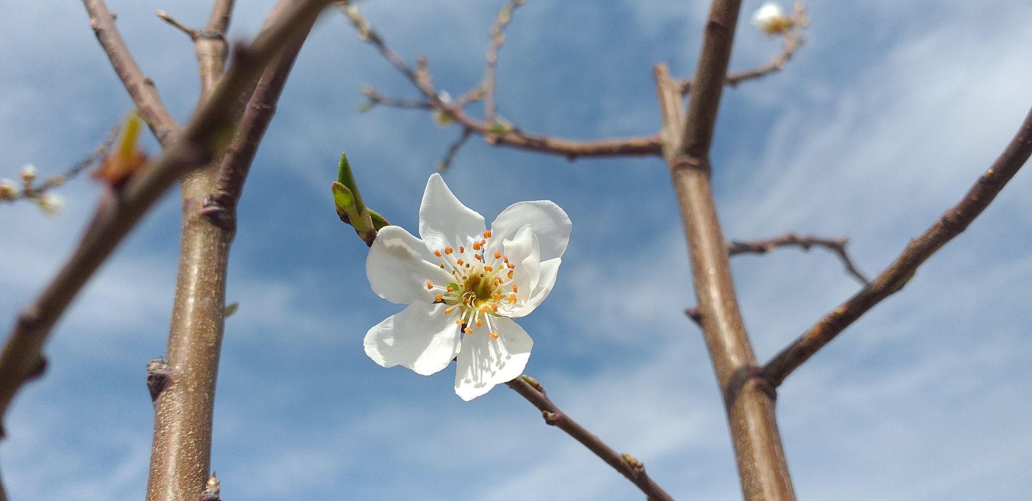 باغچه گیاهان دارویی زواره