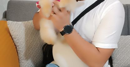 آرایشگر حیوانات خانگی  پت گرومر فرشته ها