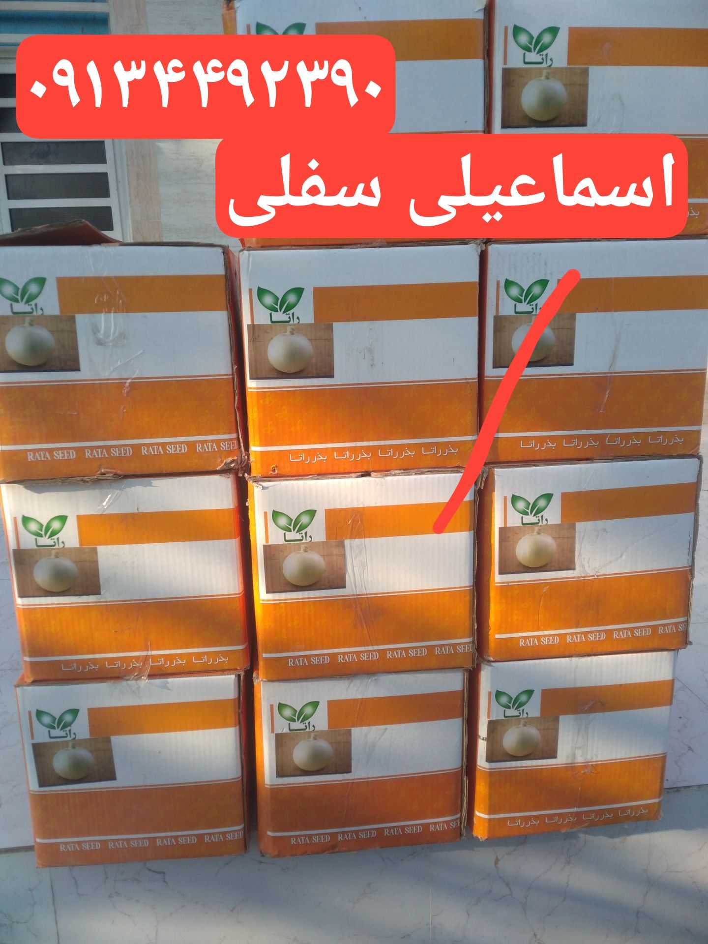 نمایندگی بذر پیاز راتا روز کوتاه