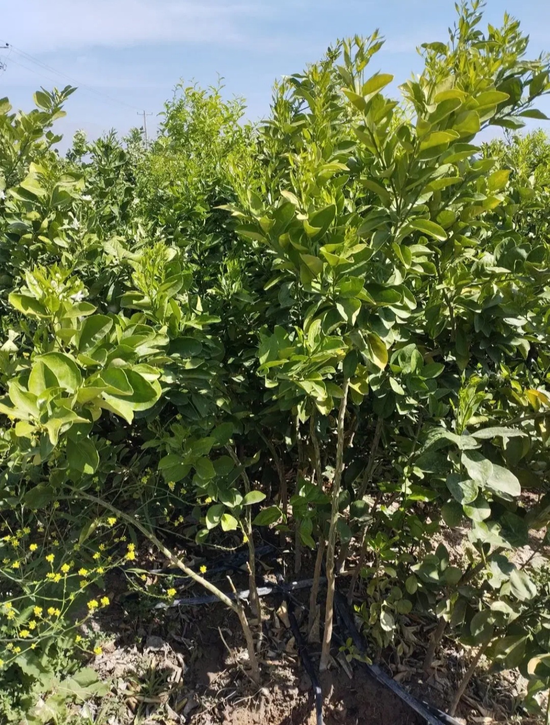 گلفروشی زینتی