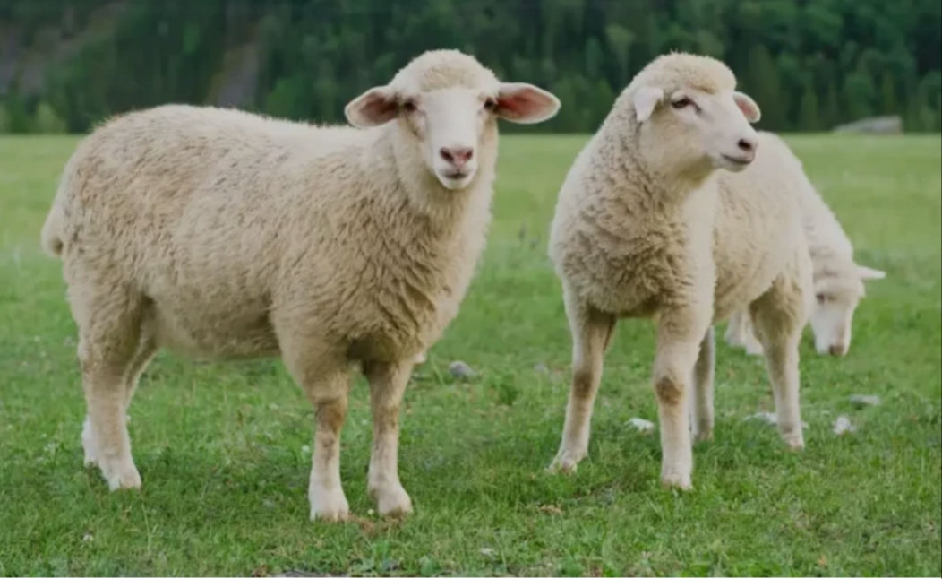 گوسفند زنده برادران عبدی