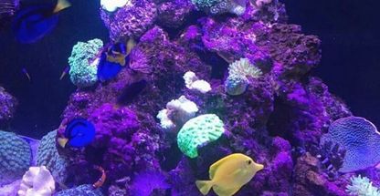 آکواریوم رحمانی