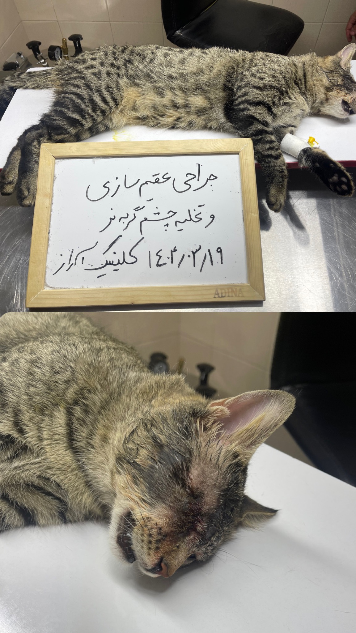 کلینیک دامپزشکی آراز دکتر شایان خلیلی