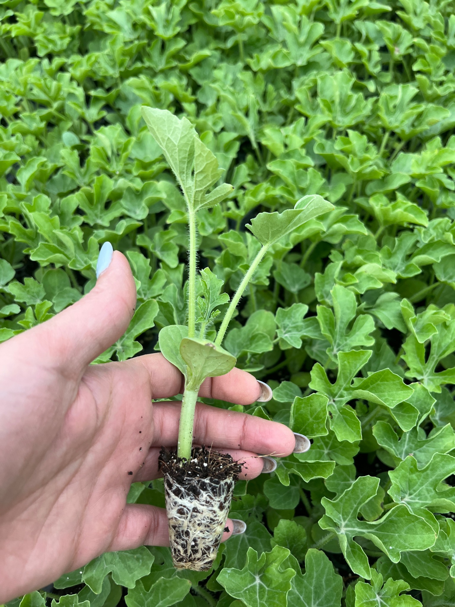 فروشگاه بذر و نشا فرخی