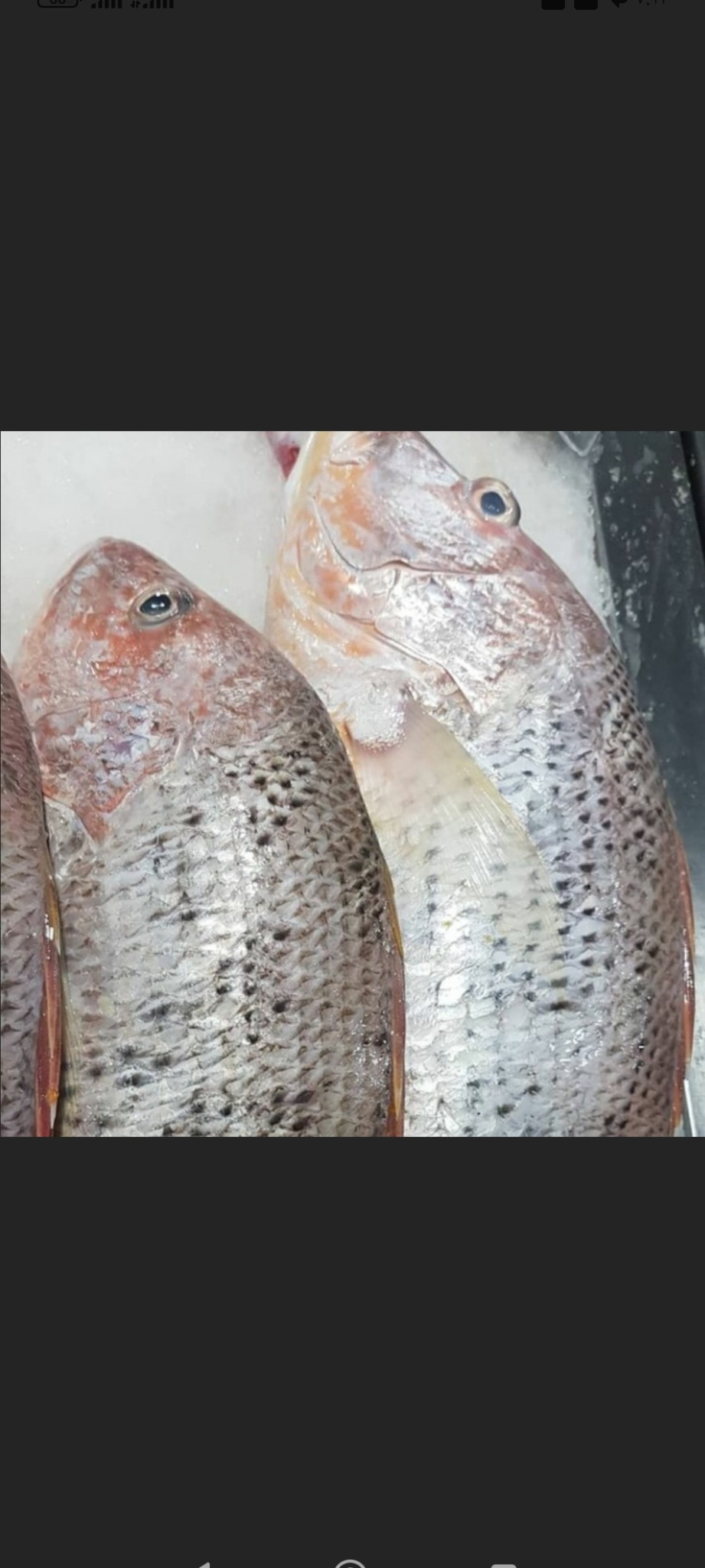 ماهی فروشی دلاوری