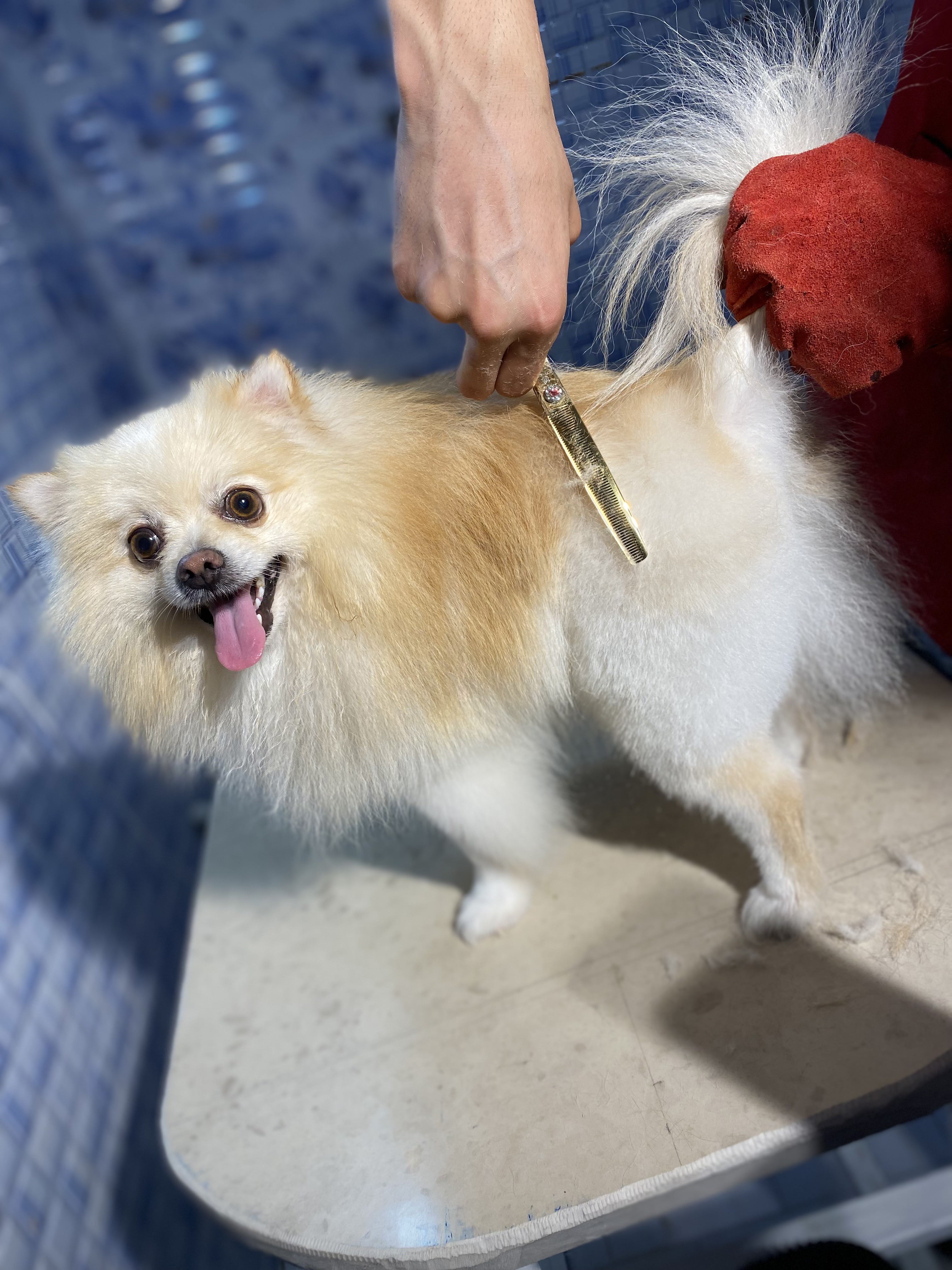 کلینیک دامپزشکی فرهنگ