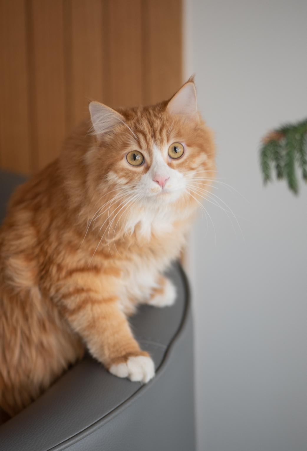 کلینیک دامپزشکی سلامت