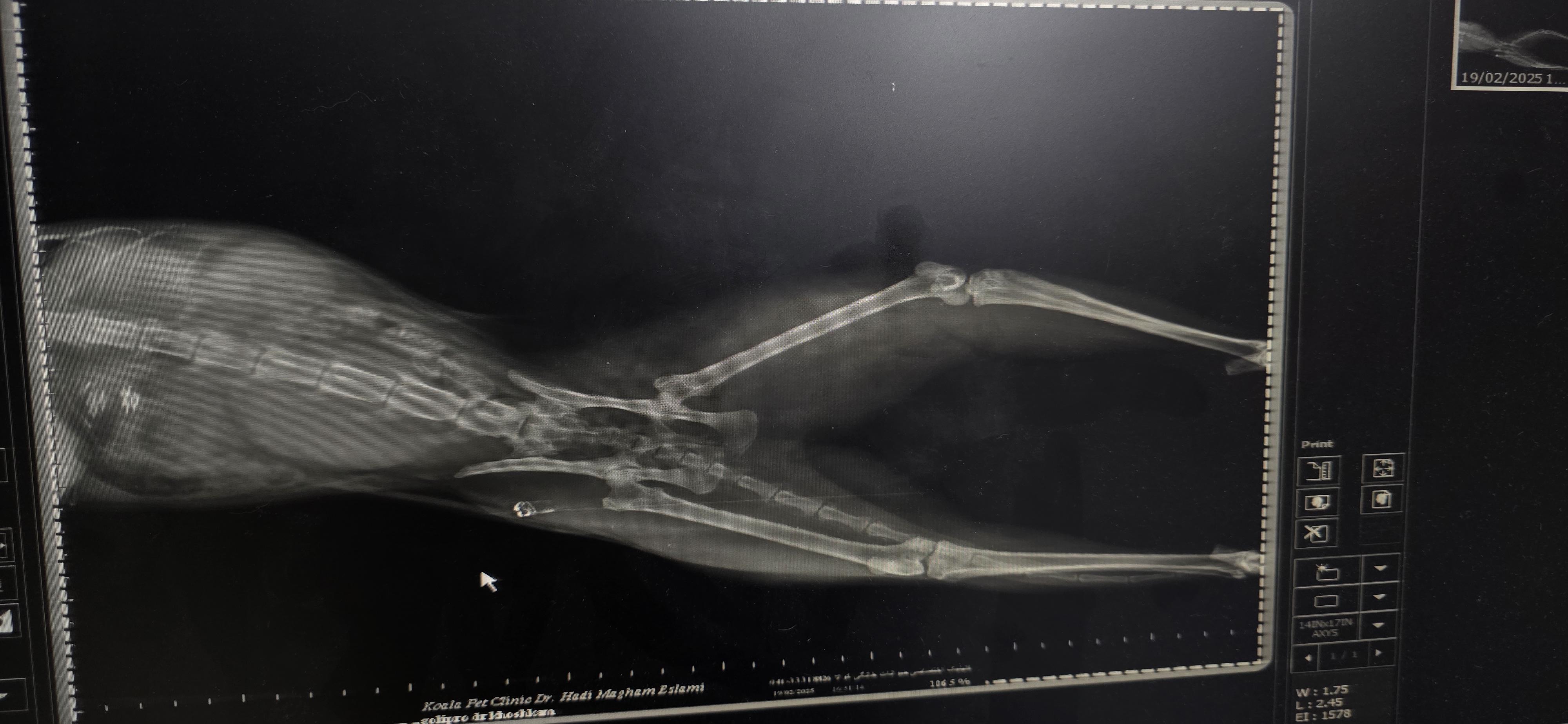 کلینیک حیوانات خانگی کوالا