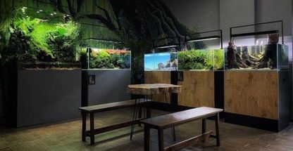 اکواریوم پلنت سیتی