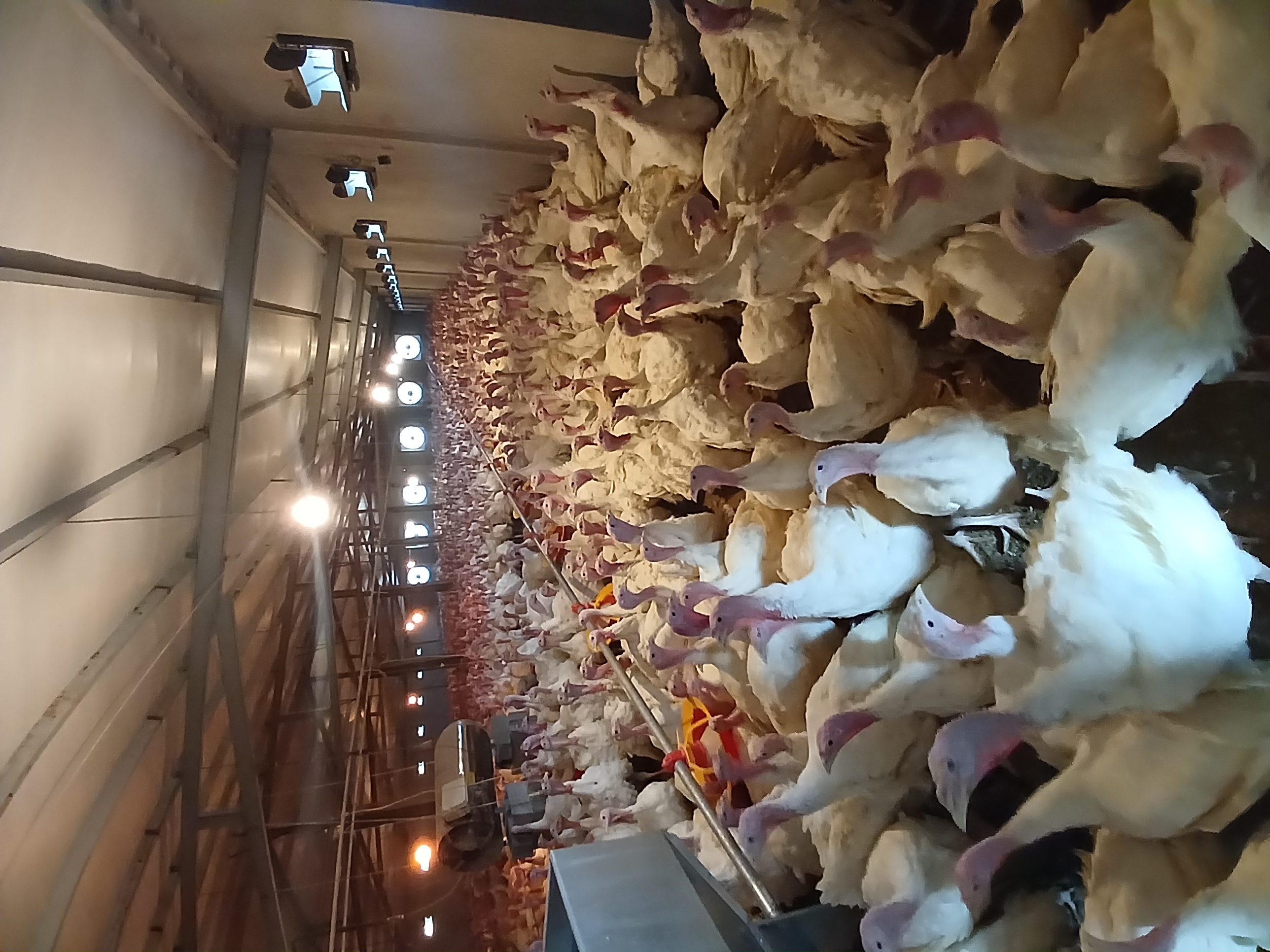 تولیدگوشت بوقلمون