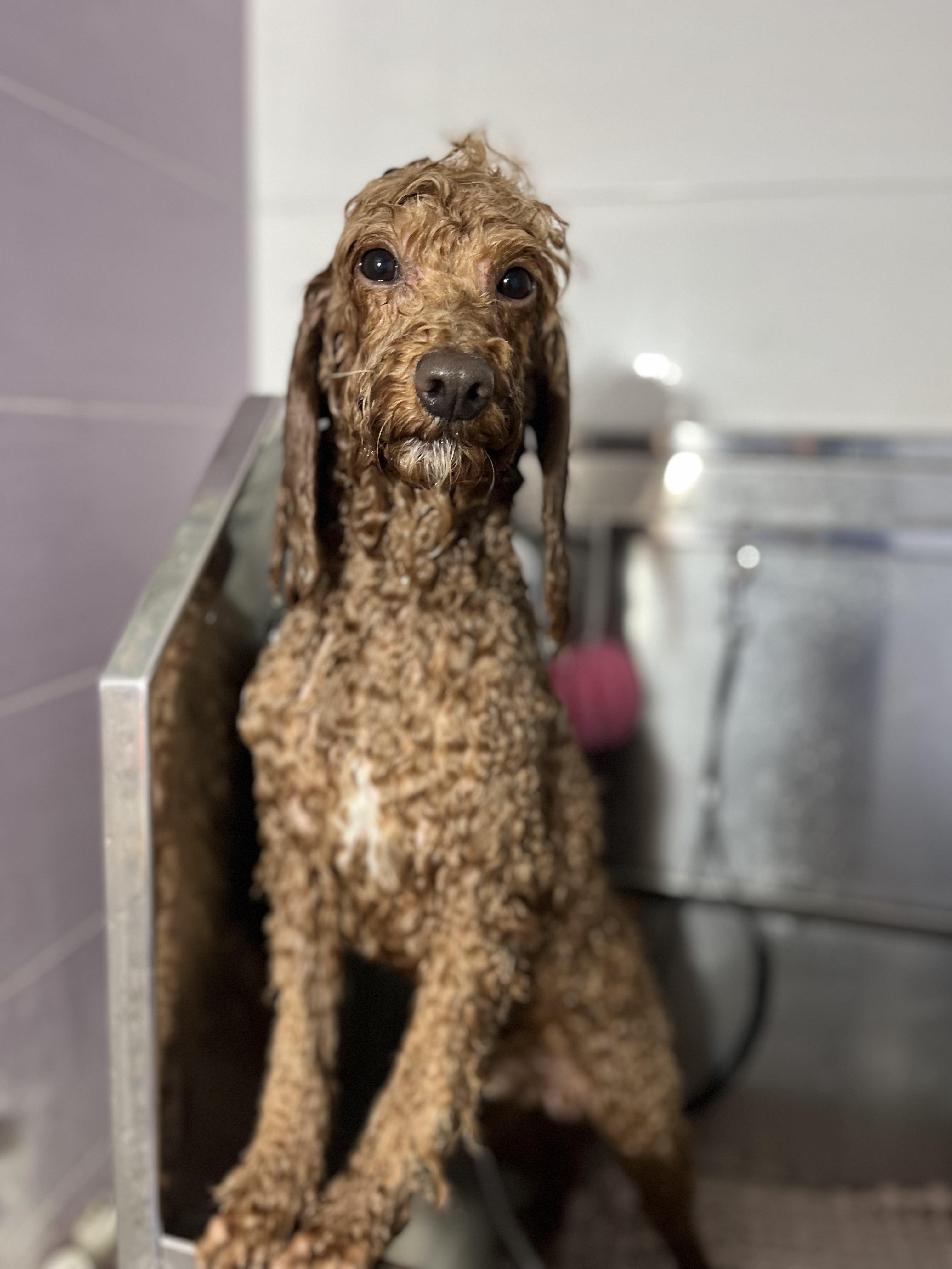 آرایشگاه حیوانات خانگی  نانا (یکتاگرومر)