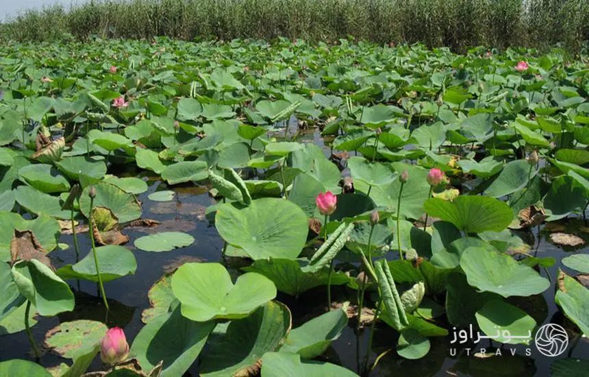 قایق سواری میثم