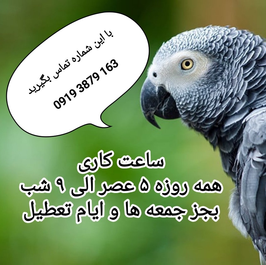 کلینیک پرندگان