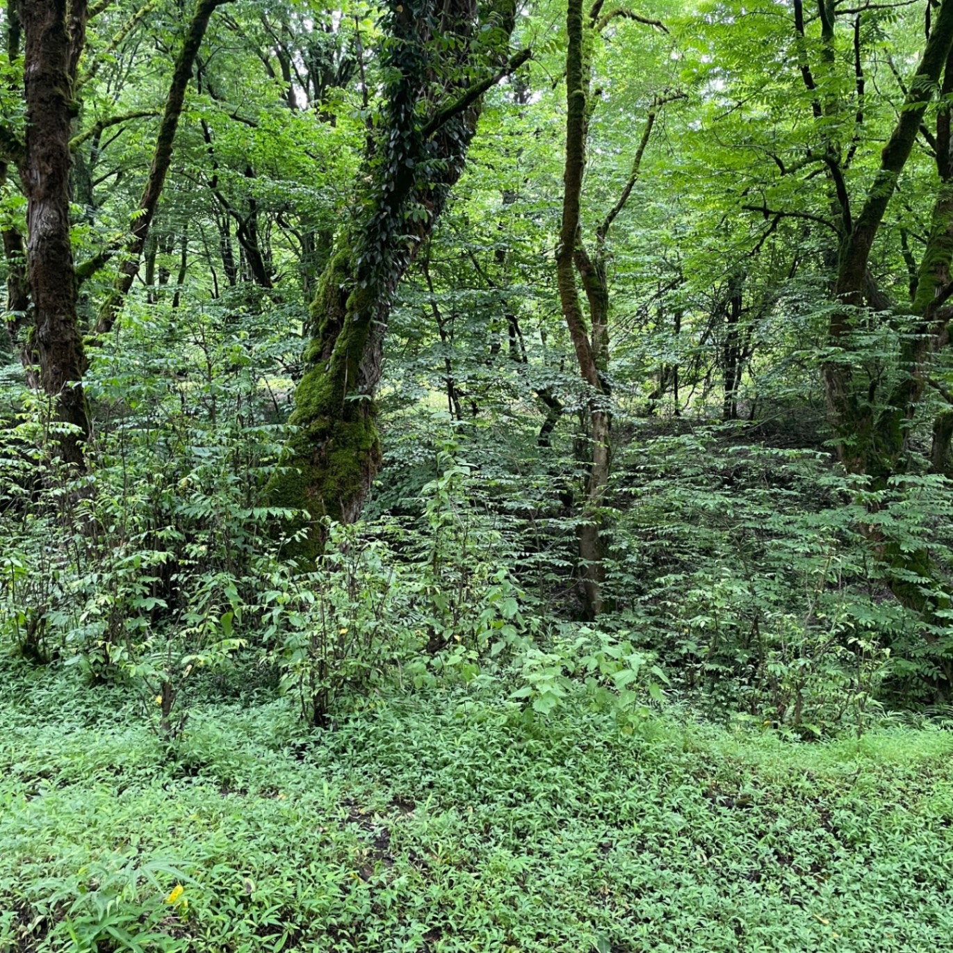 سیما عبدی
