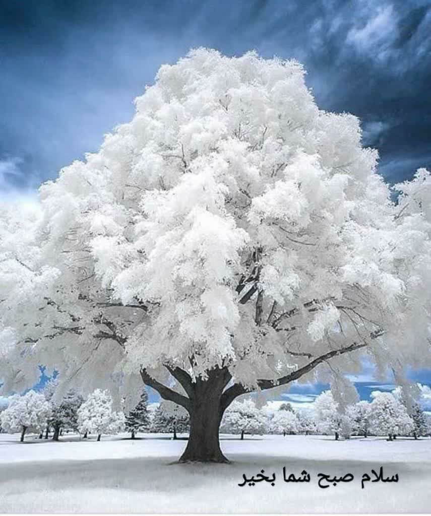 فروش کاکتوس